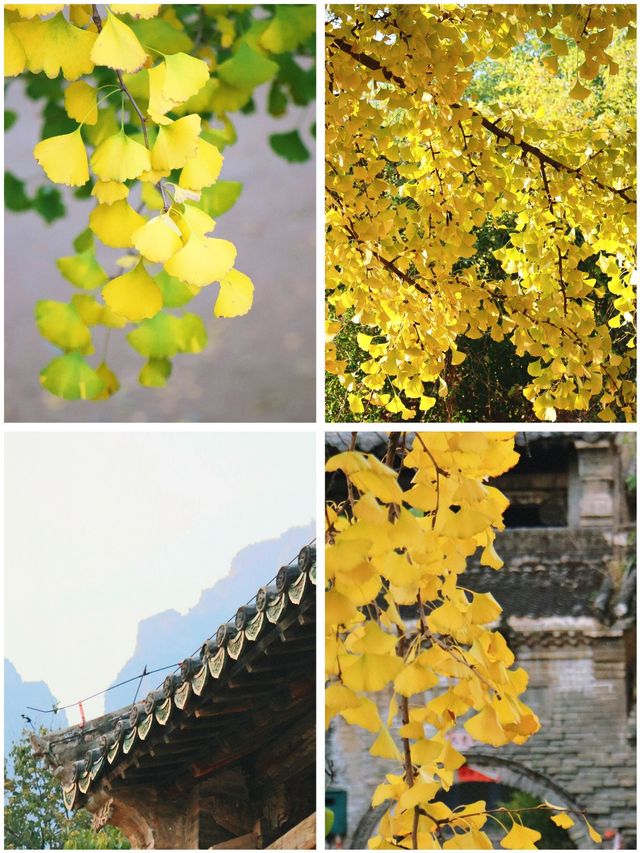 雲頂山寺賞銀杏攻略，周末出遊好去處。