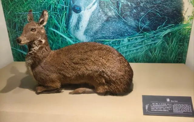 Help! Ladies! The Banpo Museum in Xi'an is a must-see for Neolithic culture!