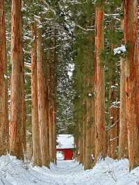 長野戶隱神社雪地徒步，最新遊玩指南～