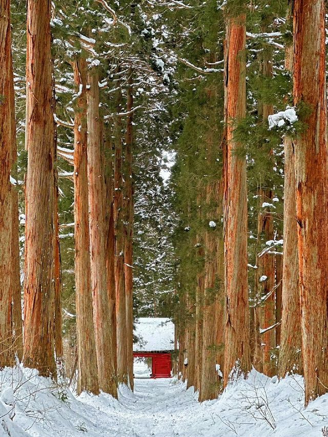 長野戶隱神社雪地徒步，最新遊玩指南～