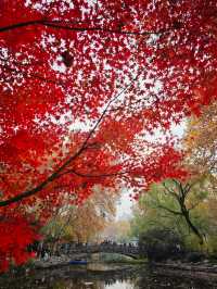 這個公園可不止這棵神樹