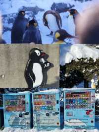 旭川 | 🐧可愛動物園&周邊好吃拉麵店🍜