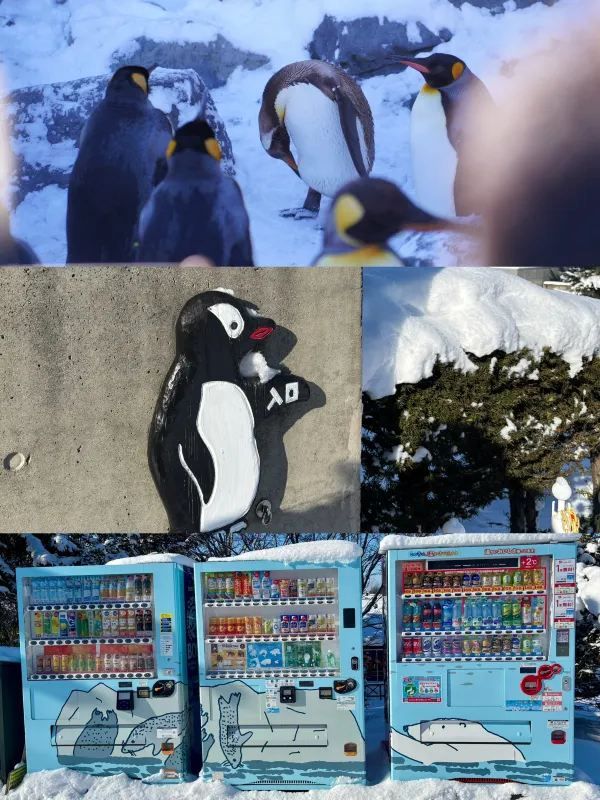 旭川 | 🐧可愛動物園&周邊好吃拉麵店🍜