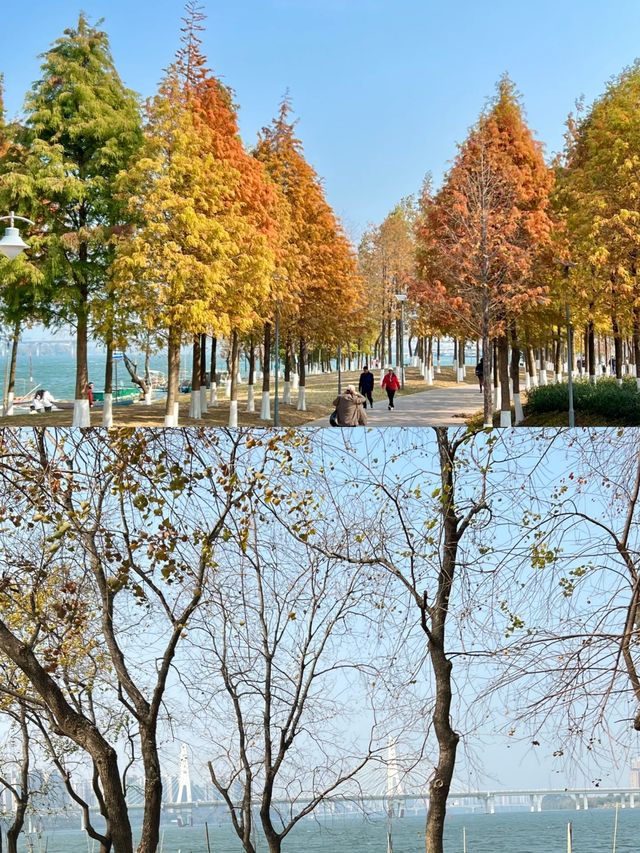 廣州周邊遛娃北江南岸公園落羽杉紅了
