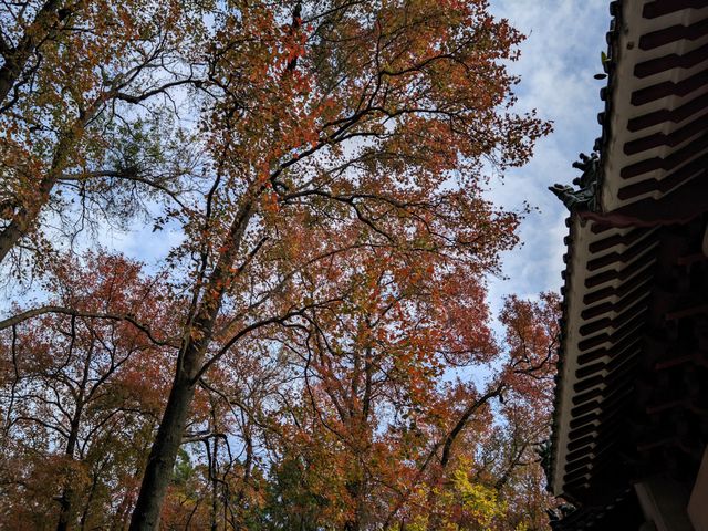 廣東新年何處去，紅葉首選圭峰山