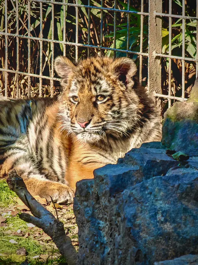 去動物園散步才是正經事!