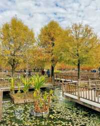 廈門濕地公園落羽杉紅了？？？
