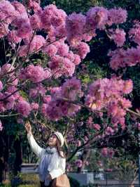 冬日限定｜河邊的紫色花海誰能抗拒