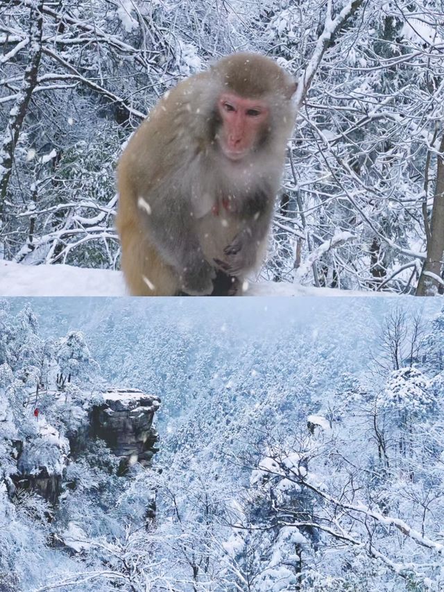 冬天一定要去一次廬山!!詳細攻略（含花銷
