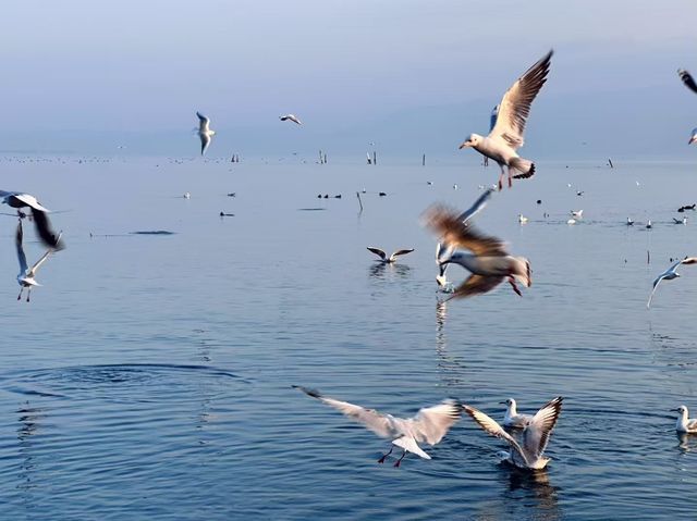 洱海海鷗與輕奢生活：大理里予·野