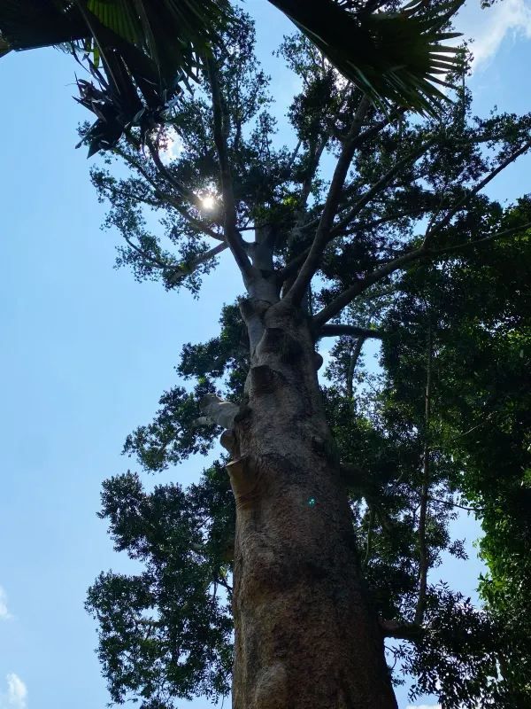 the Royal Botanical Gardens in Kandy, Sri Lanka