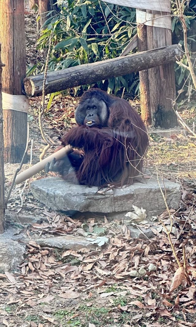 南京紅山動物園，萌寵天堂！