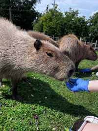 Weekend in London: Meet the Capybaras