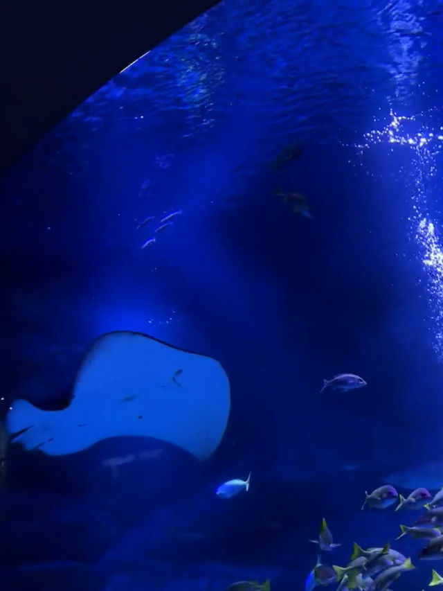 東京墨田水族館景點攻略🐬晴空塔上的湛藍風景