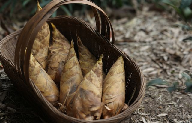 蜀南竹海絕美民宿！賞花踏青挖筍住山野秘境