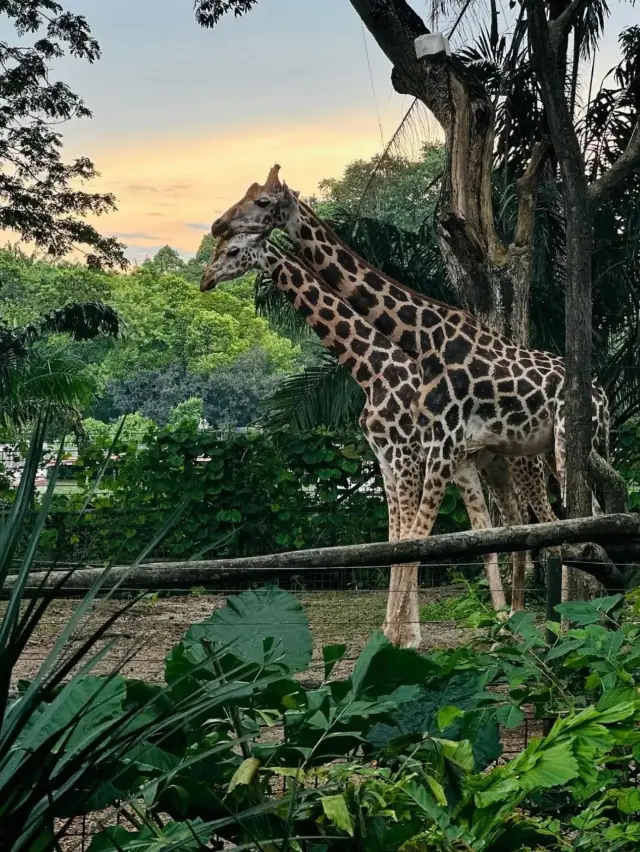 新加坡四大動物園保姆級遊玩路線