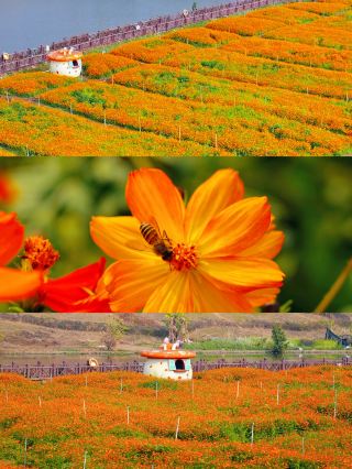佛山0元出片地！找到了風吹花海的鄉村田園