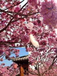 江門新會綠美生態園紫風鈴賞花攻略