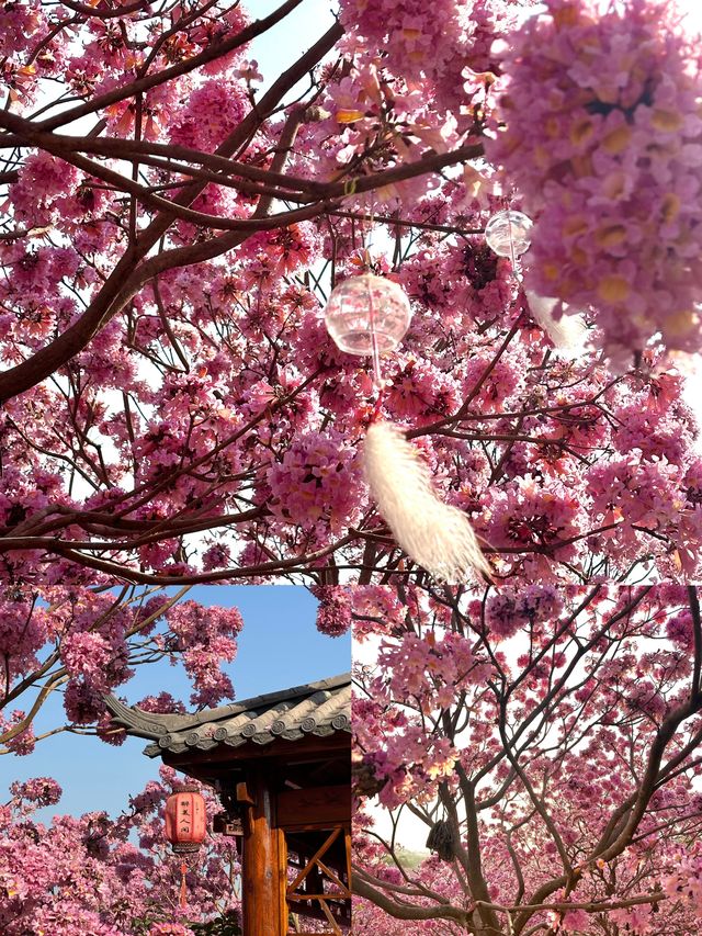 江門新會綠美生態園紫風鈴賞花攻略