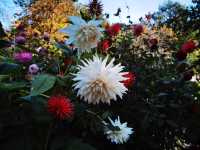 哈利法克斯 Day 1 公眾花園 Public Garden