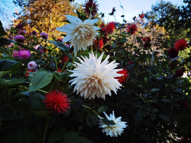 哈利法克斯 Day 1 公眾花園 Public Garden