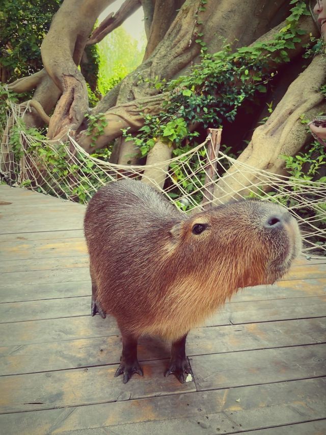 救命！誰能想到南通森林動物園這麼絕，玩到不想走