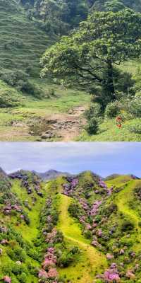 下個月，廣東這片高山草甸將被杜鵑花海淹沒！