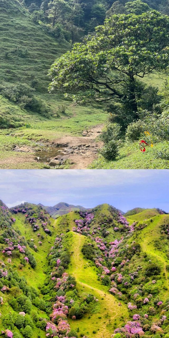 下個月，廣東這片高山草甸將被杜鵑花海淹沒！