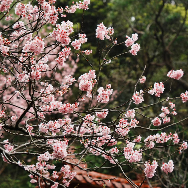 🌸台北限定 | 善導寺的櫻花季浪漫