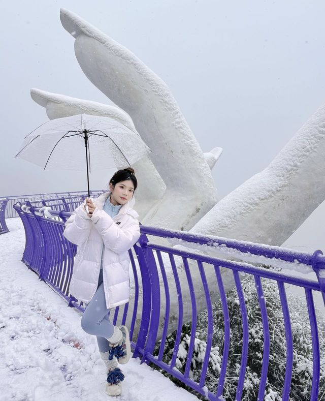 萬畝櫻花田，配上雪景真美了