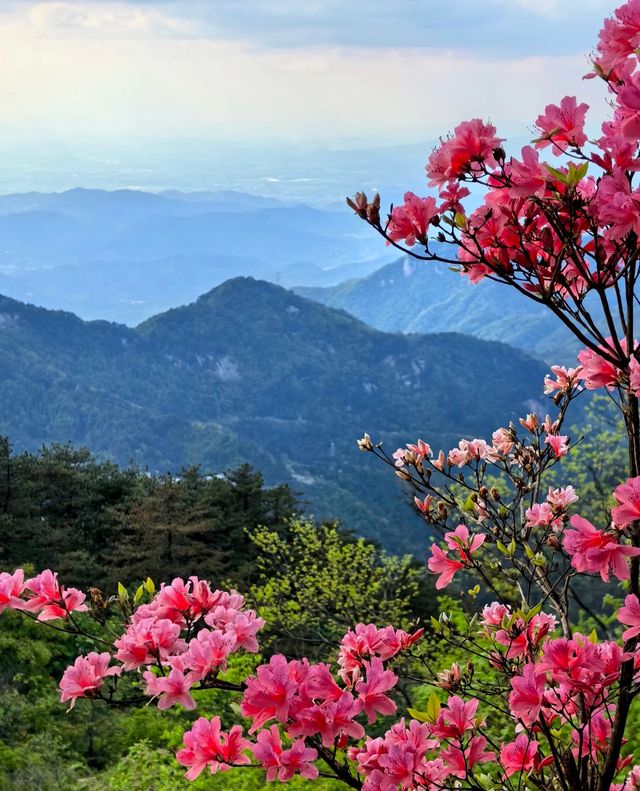 龜峰山的四月不要錯過呀