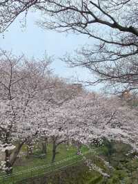 濟州島三月限定🌸 小眾賞櫻公園大揭秘