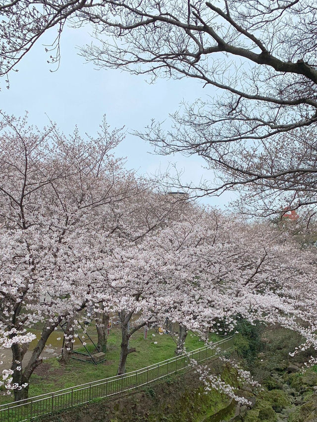 濟州島三月限定🌸 小眾賞櫻公園大揭秘