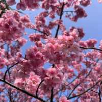🌸上海早櫻盛放！今日大寧公園人潮洶湧