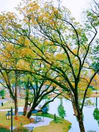 嘩！闖進江西版莫奈花園——巴夫洛油菜花海