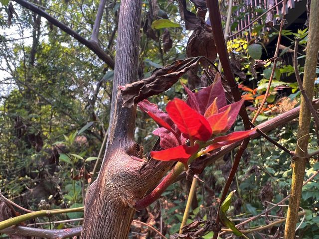 🌳深圳西麗生態公園，心之嚮往