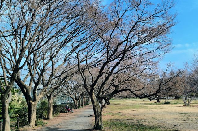 小石川植物園探秘｜未綻放，邂逅東京隱秘花園