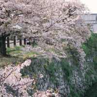 🌸速搶！大阪限定櫻花盛宴，錯過再等一年