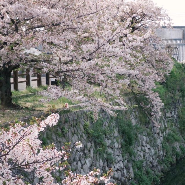 🌸速搶！大阪限定櫻花盛宴，錯過再等一年