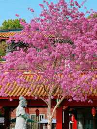 廈門春日賞花新去處！天竺岩寺紫花風鈴木