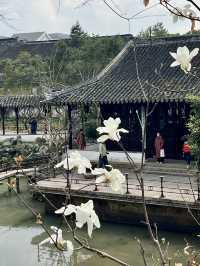 春日尋花漫步