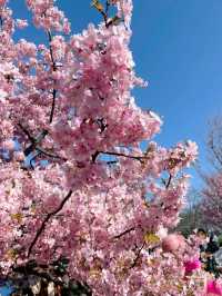 3月的上海辰山植物園，櫻花太美了！！！