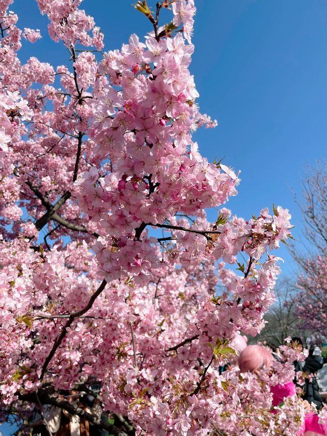 3月的上海辰山植物園，櫻花太美了！！！