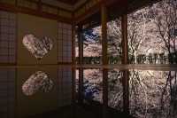 2024 Japan Cherry Blossom Season Summary (Recommendations and Avoidances)