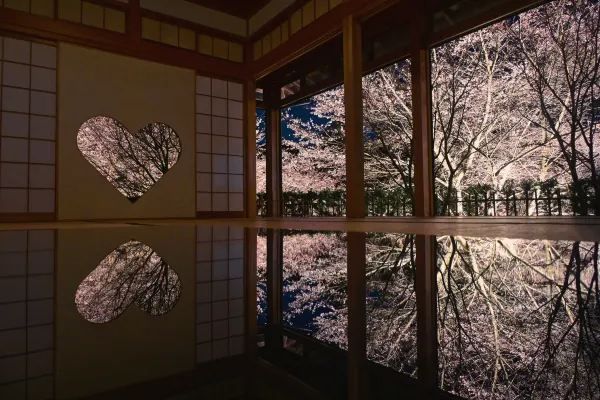 2024 Japan Cherry Blossom Season Summary (Recommendations and Avoidances)