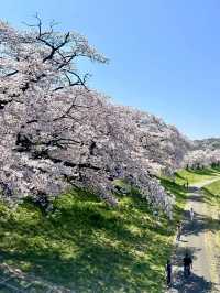 白石川畔，千櫻夢幻行