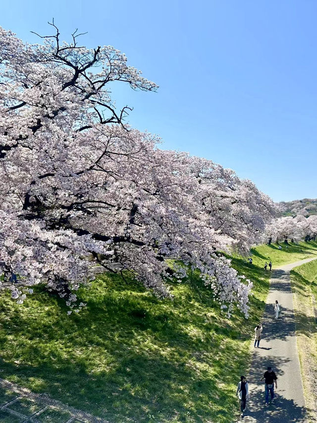 白石川畔，千櫻夢幻行