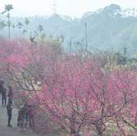 🌸嘉義半天岩 | 遇見櫻花樹下的春日小確幸