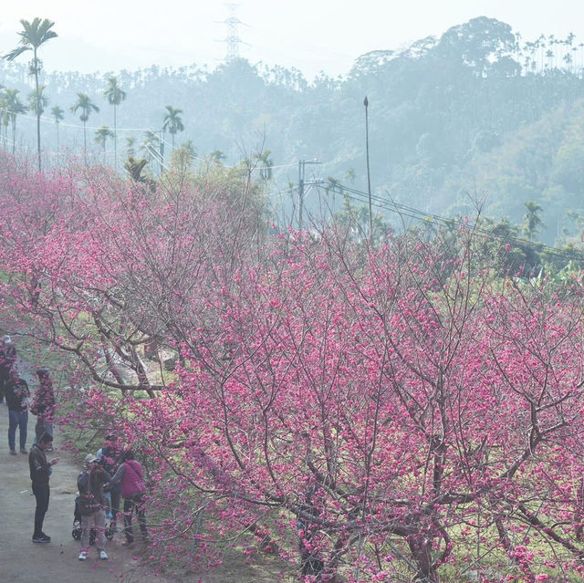 🌸嘉義半天岩 | 遇見櫻花樹下的春日小確幸