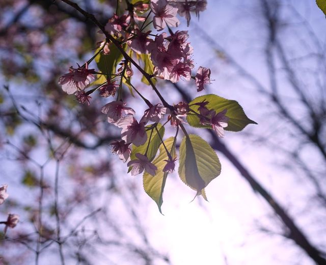 黿頭渚賞花記 黿頭渚賞花記